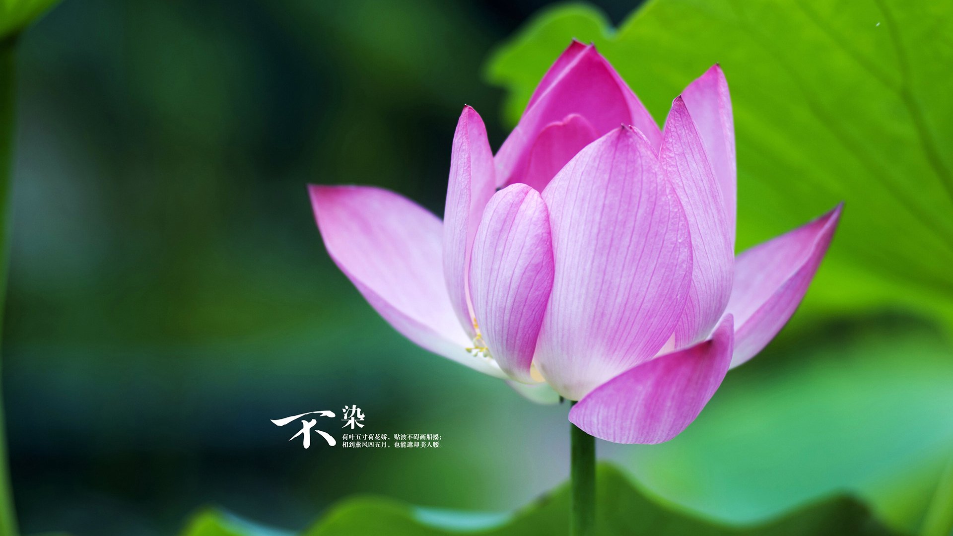 单节32-9攻击波!湖人内外开弓击溃深圳,福克斯持续杀伤摧毁防线