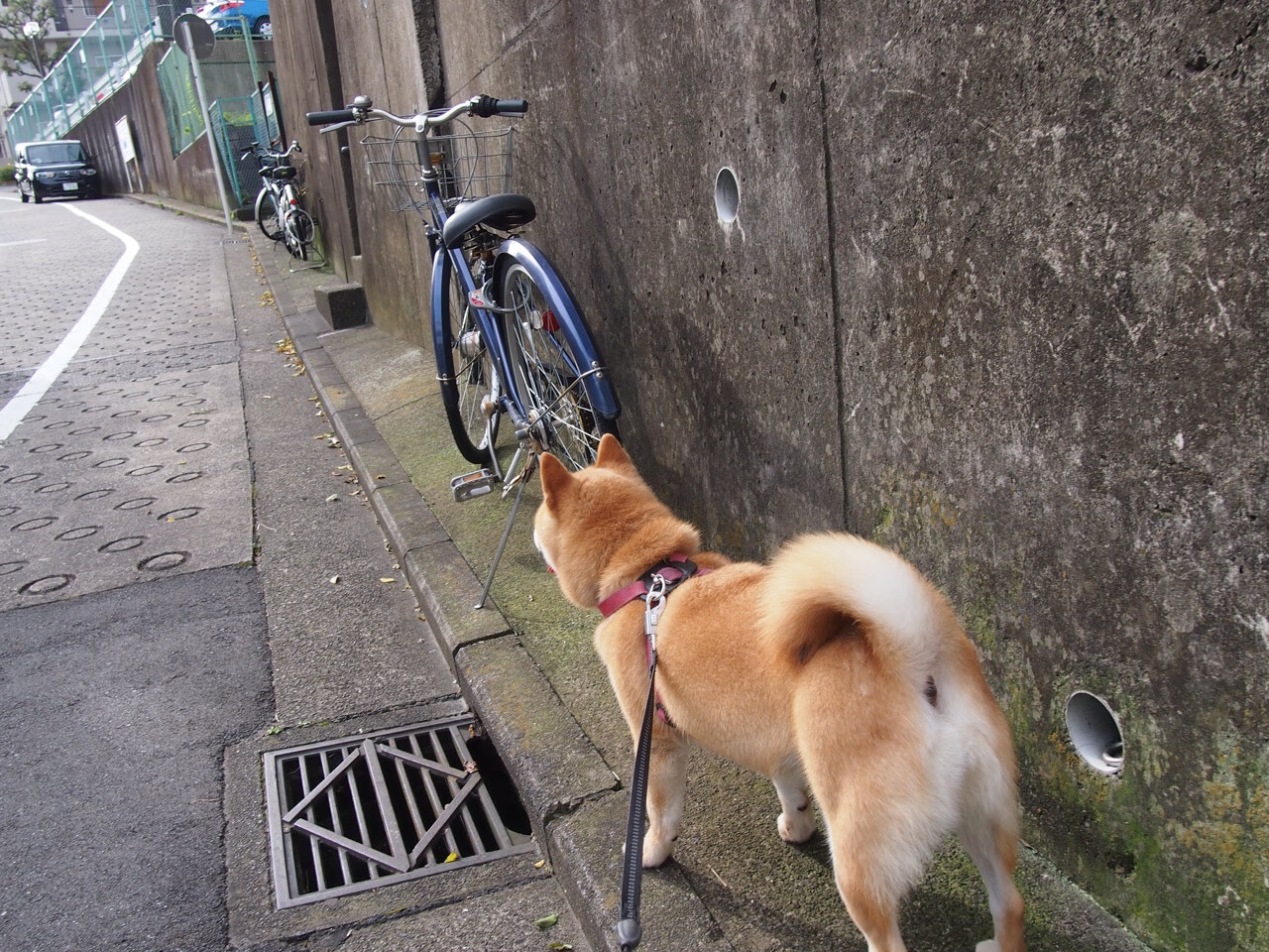 从英格拉姆的离场到锡安的觉醒,一场比赛如何重塑了鹈鹕的攻防逻辑