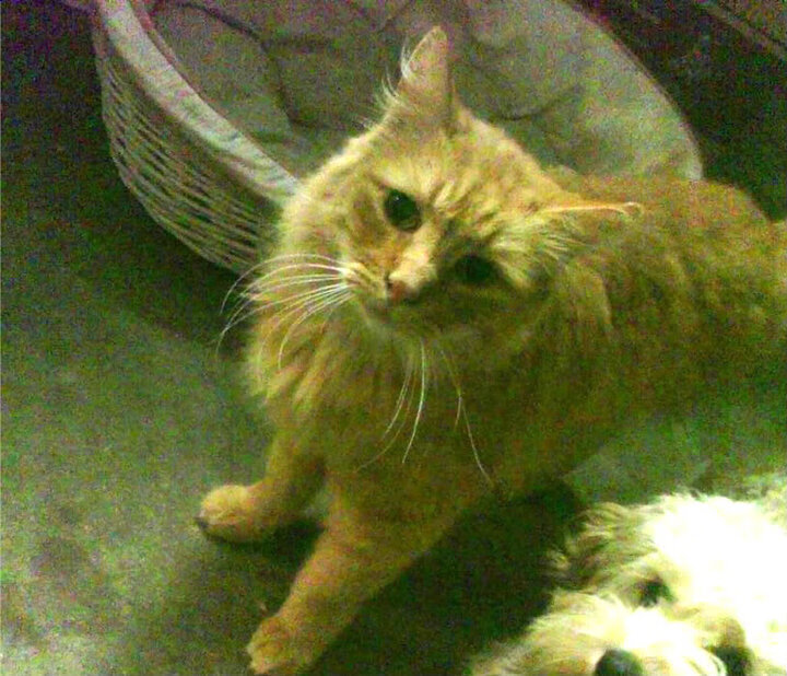 雷恩完胜巴黎圣日耳曼,穆勒在年度焦点之战封神