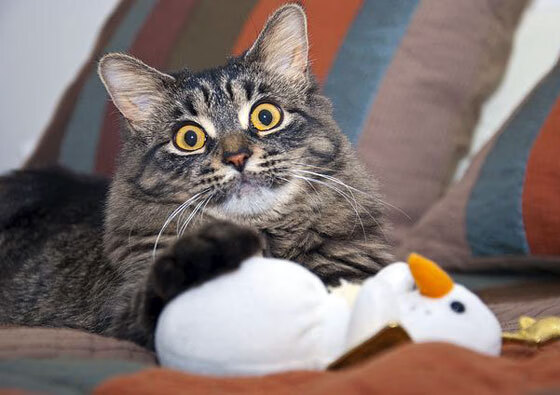 巨人杀手诞生,冷雨夜恩佐一剑封喉,丹麦童话粉碎皇马神话