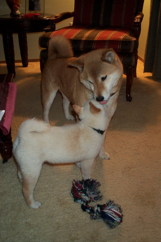 哈登个人英雄主义闪耀，骑士团队协作提前终结悬念