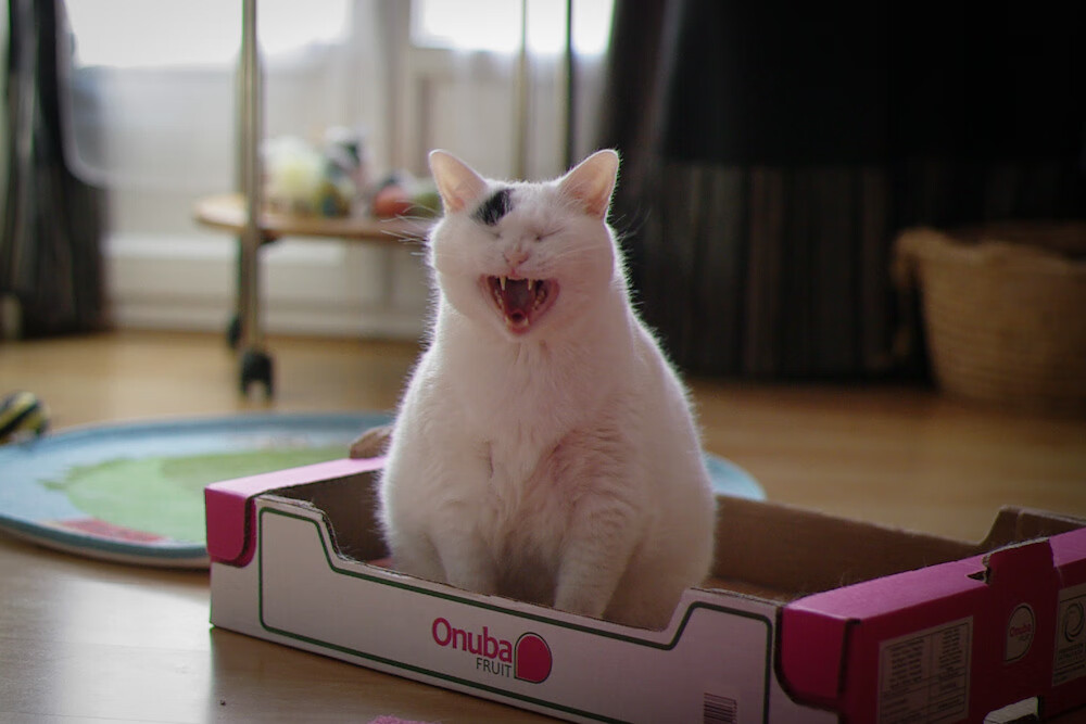 节奏大师，从深圳队的掌控到哈利伯顿的接管