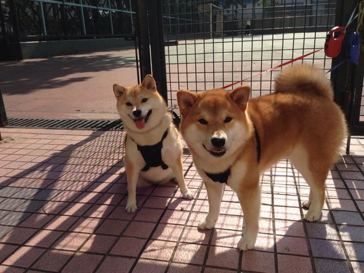 戈贝尔，奥运周期关键战之夜的个人能力宣言