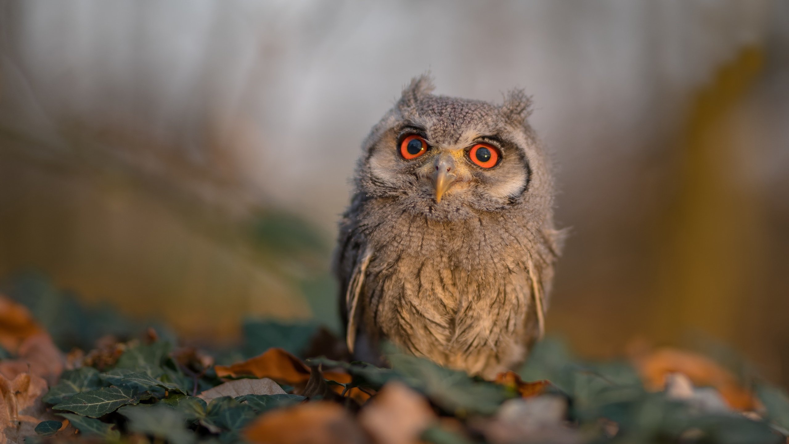 北京钢铁洪流碾过上海滩，季后赛血脉压制背后的王朝密码