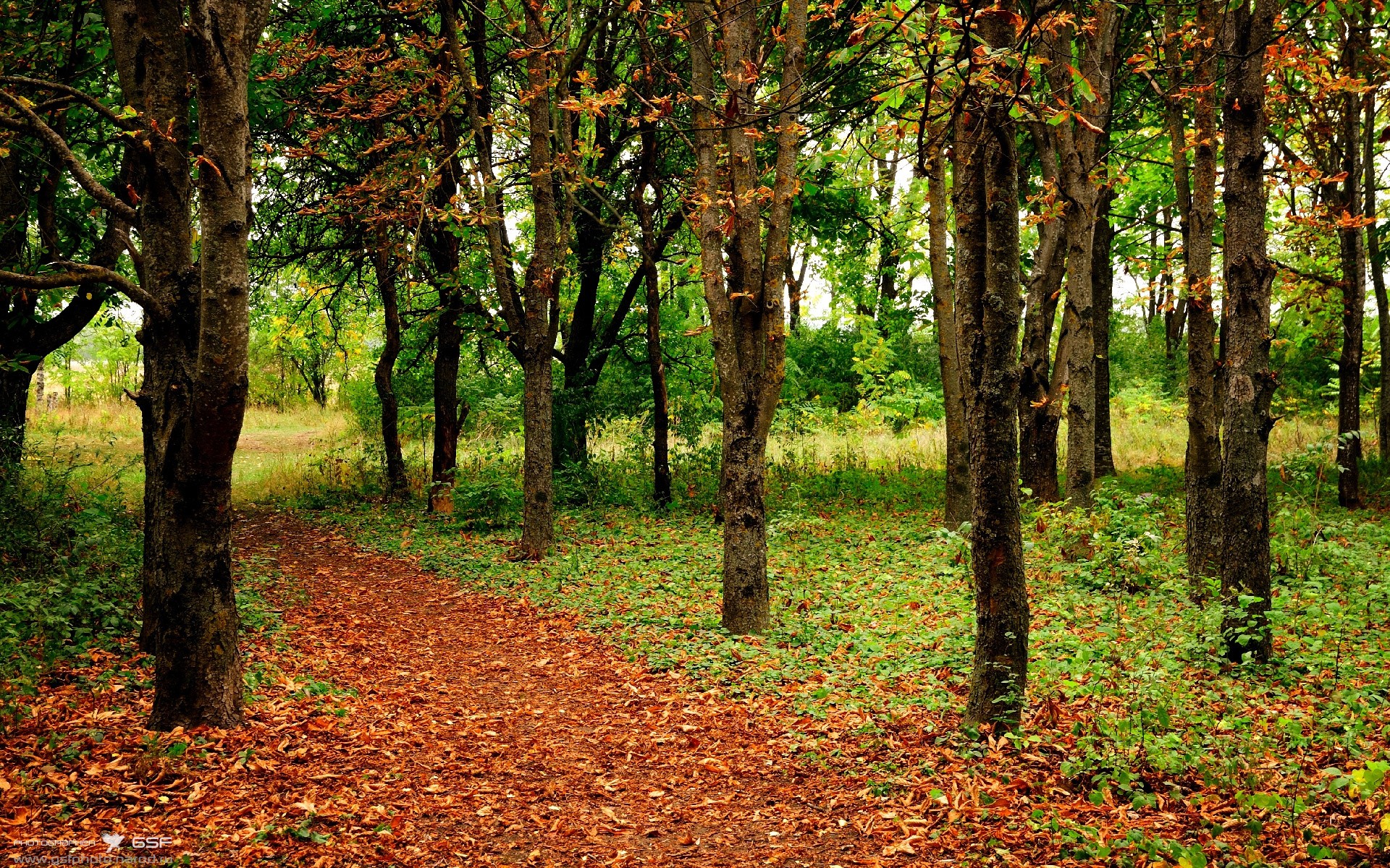 冰与火之歌，克罗地亚撕裂南非防线，格列兹曼谱写关键先生传奇