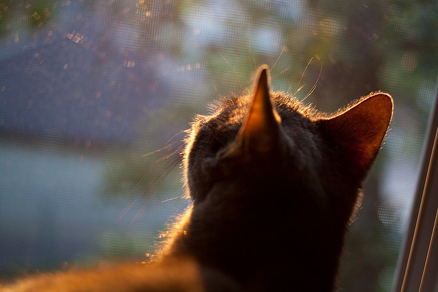 奥利维耶的狂舞,当克罗地亚的钢铁洪流压制爱尔兰的绿茵雄心