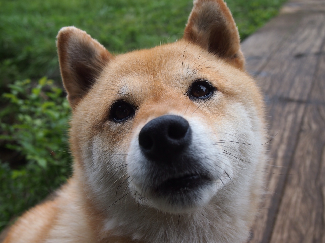 黄蜂翅折戈贝尔,一柱擎天改写战局的隐形巨人