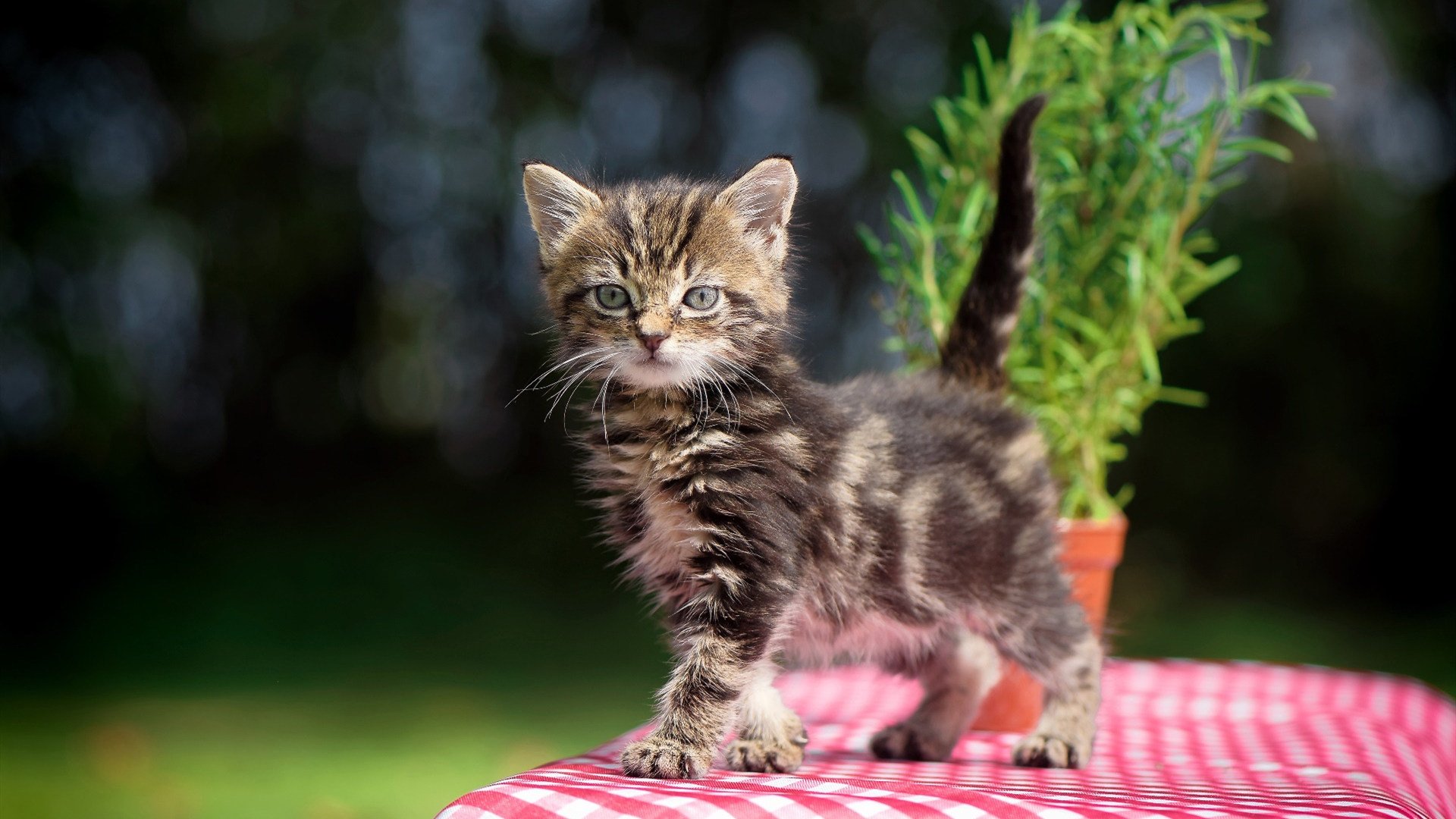 篮球双线捷报，活塞轻取雄鹿，米切尔意甲焦点战接管比赛