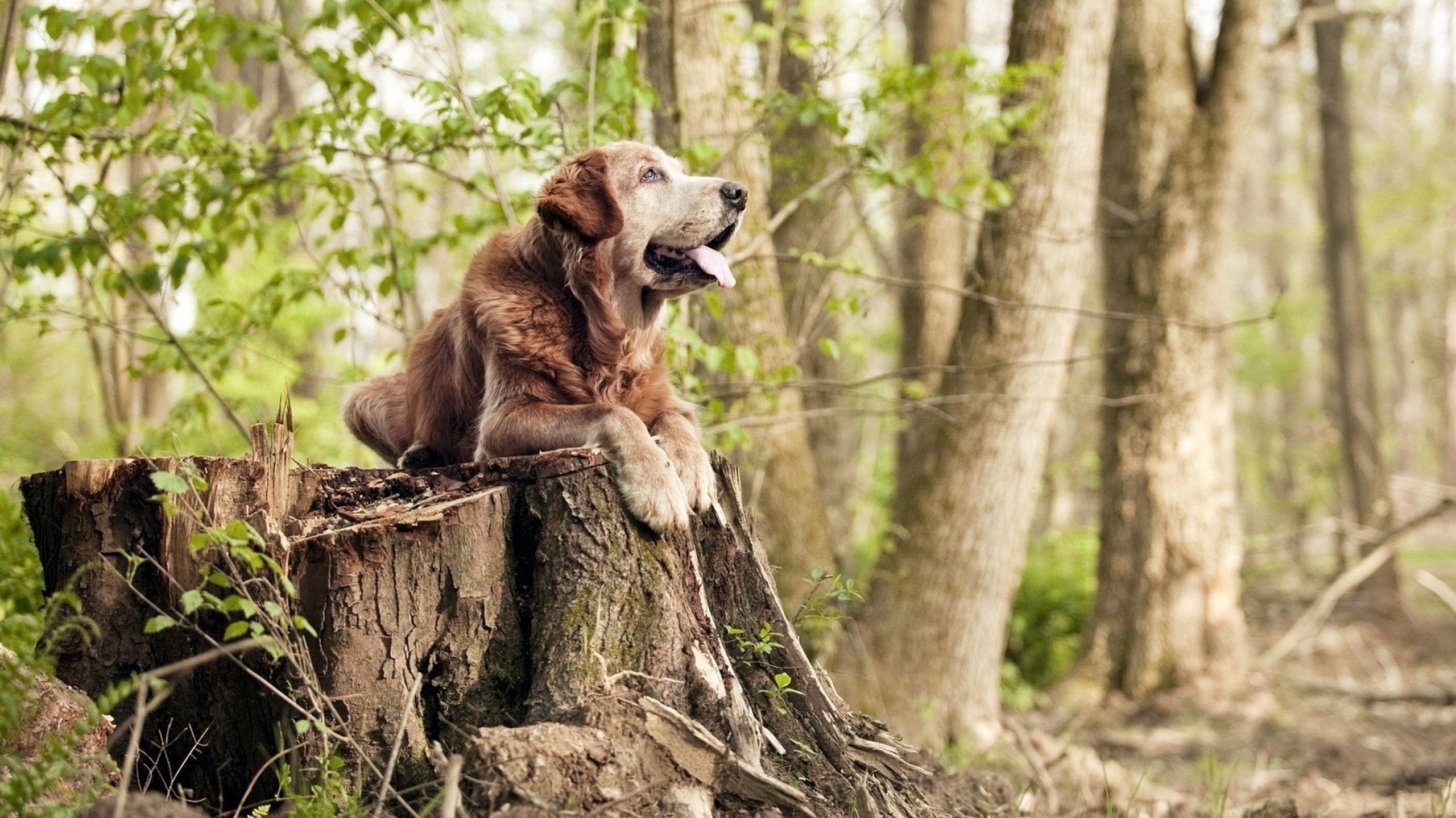东契奇教科书式演绎,开拓者压制老鹰迎连胜