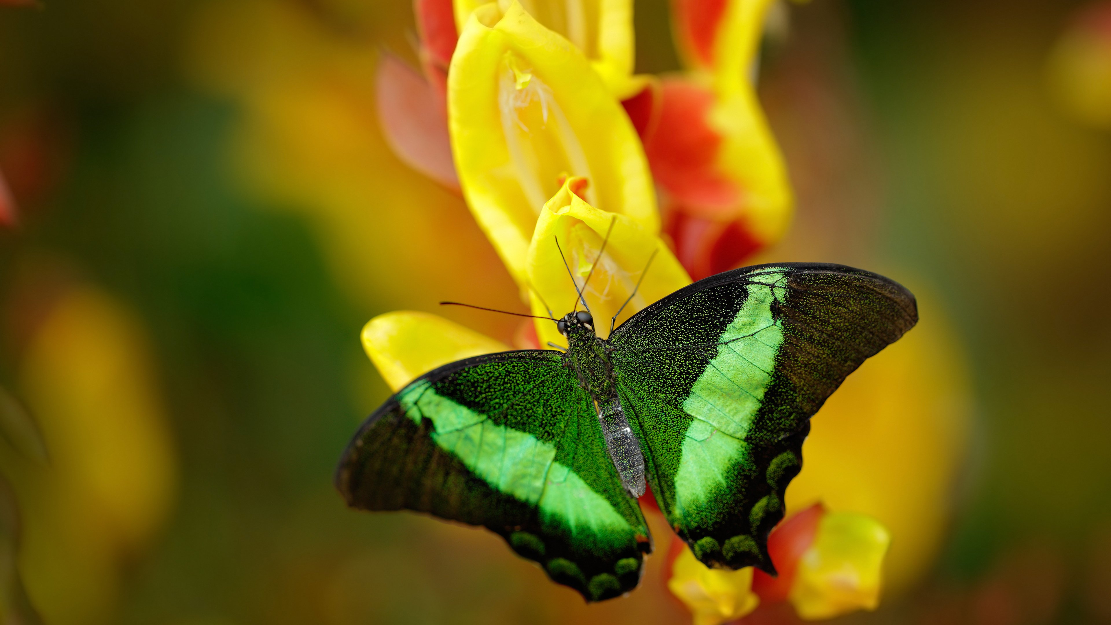冰与火之歌，从冰岛足球奇迹到阿坎吉赛道逆袭