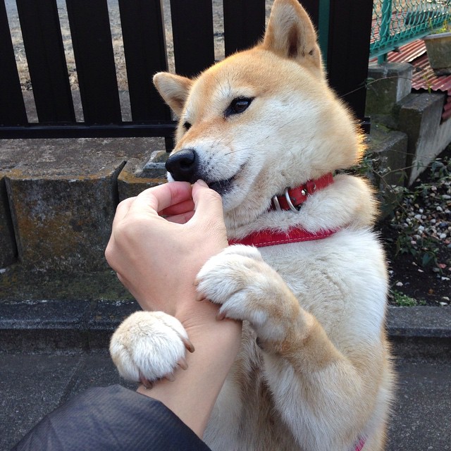 双星闪耀夜,意甲焦点对决与恩比德的里程碑传奇