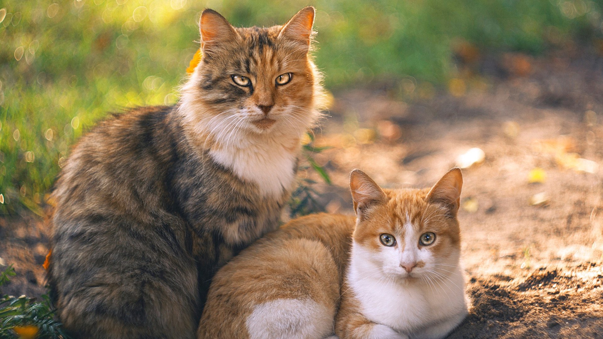 西亚卡姆成为辽宁引擎 攻防转换主宰新疆对决