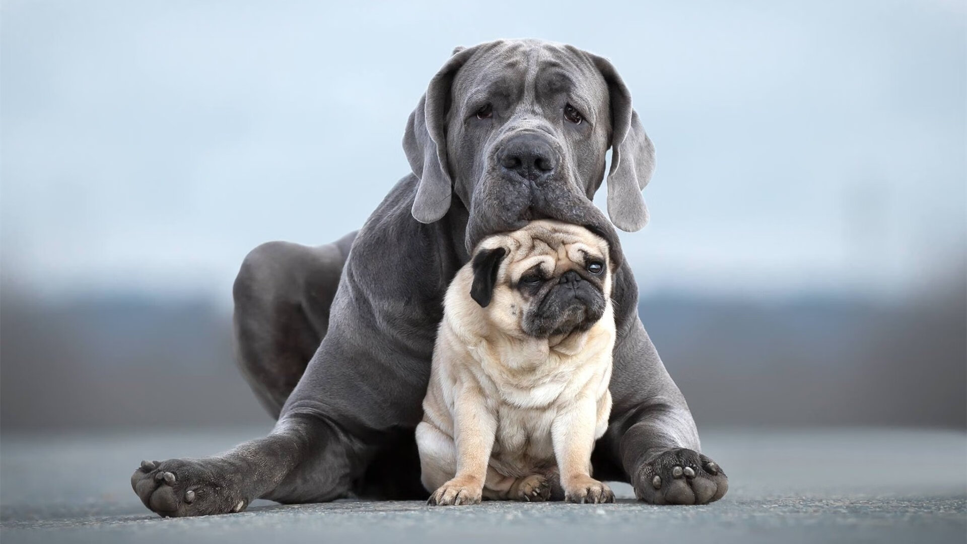 沉默统治者的咆哮，小贾伦决胜时刻击碎马刺，为国王加冕