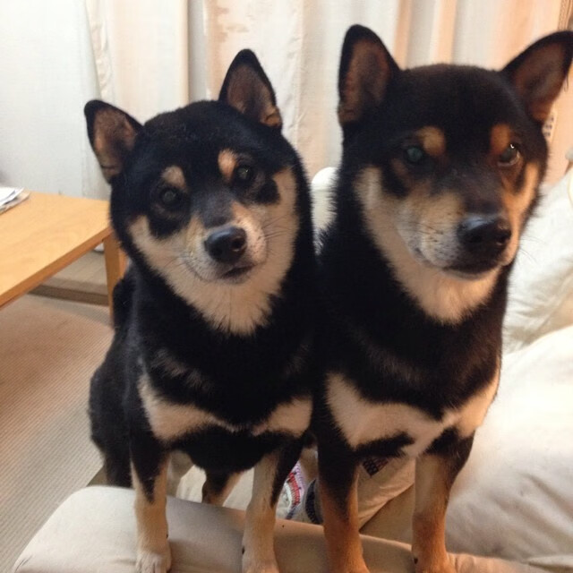 节奏主宰者，托尼与沙特封锁的艺术