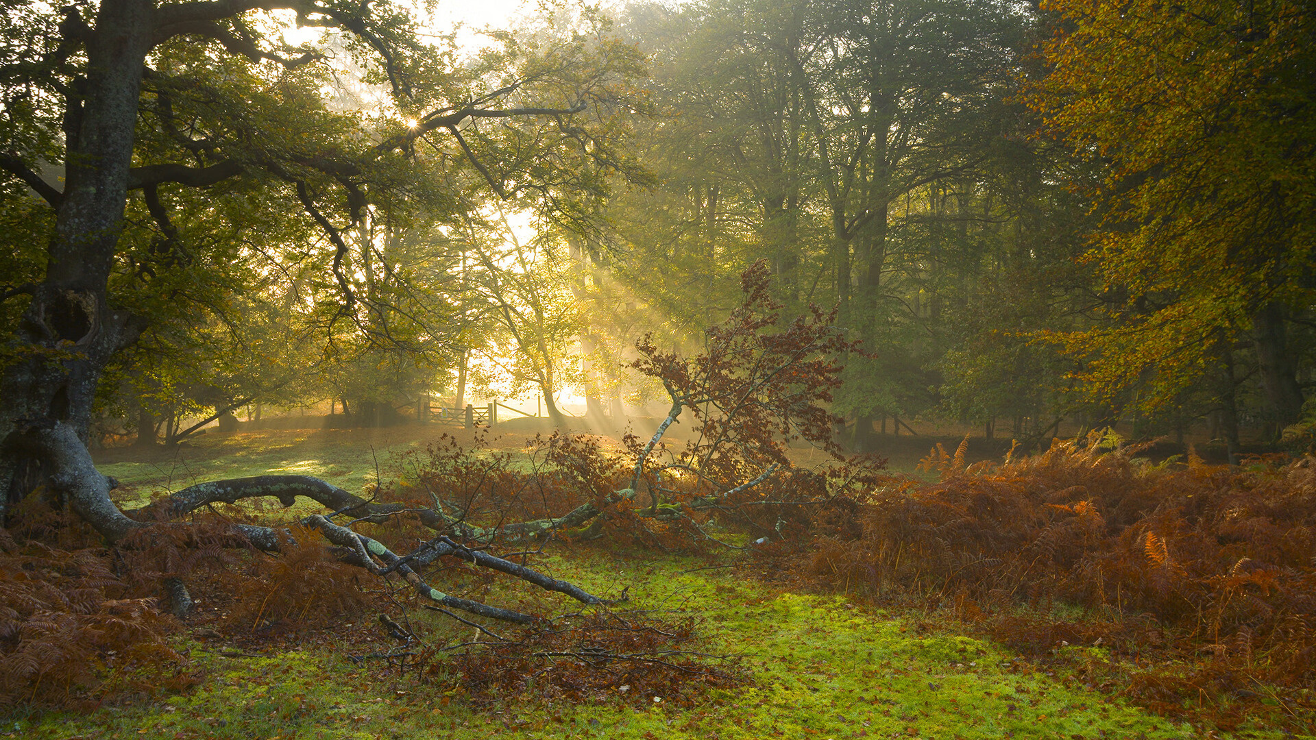 奇才vs凯尔特人，字母哥全程高能输出主宰比赛